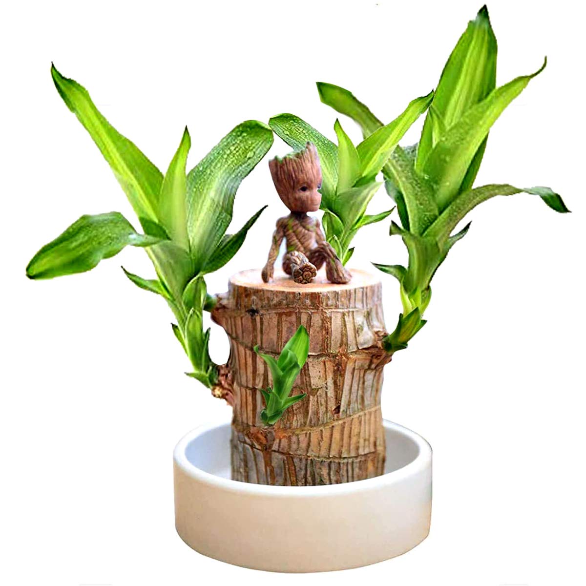 Bringing Spring Luck🔥Brazilwood Hydroponic Plants Panda Groot Lucky Wood Potted