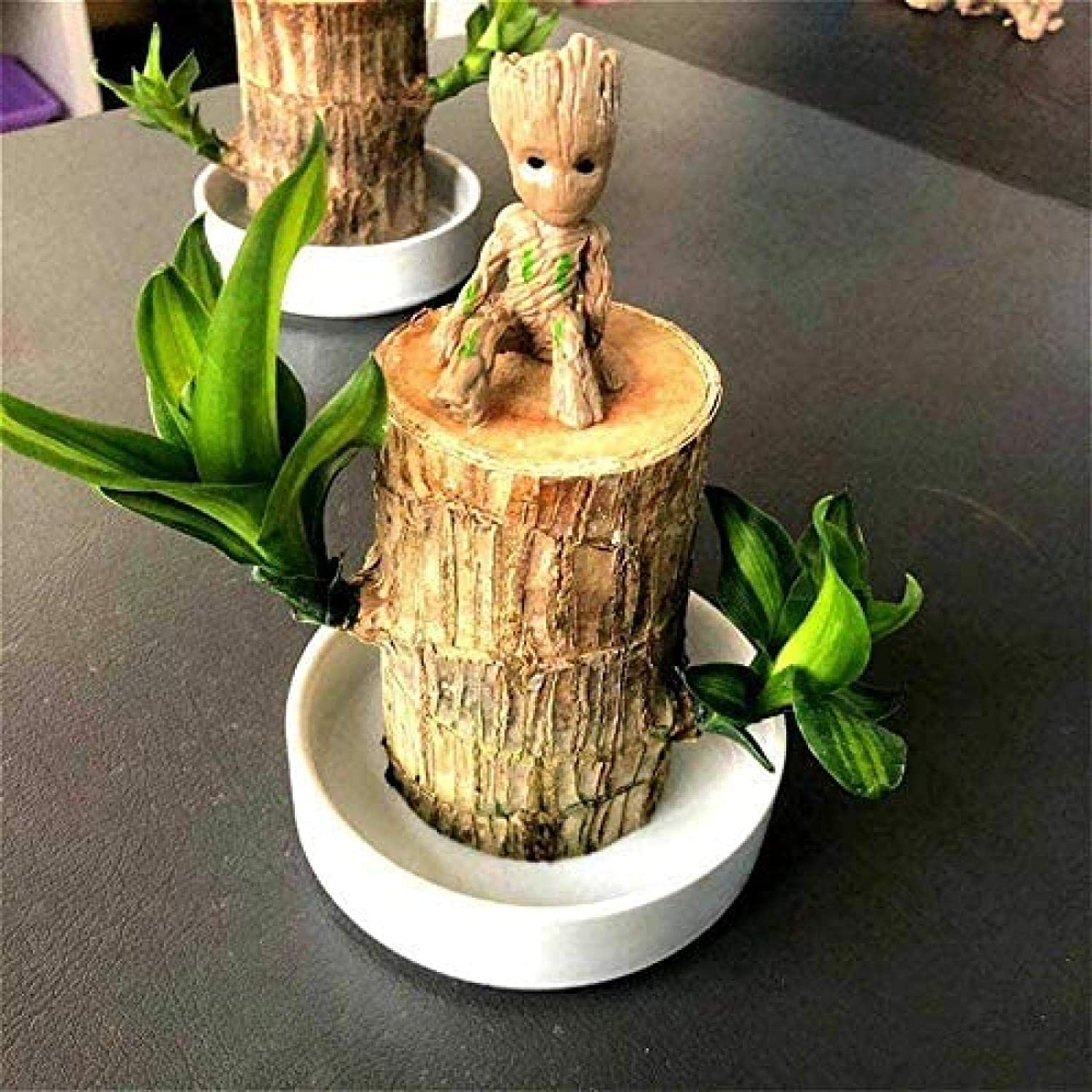 Bringing Spring Luck🔥Brazilwood Hydroponic Plants Panda Groot Lucky Wood Potted