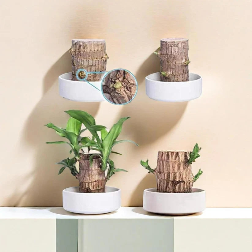 Bringing Spring Luck🔥Brazilwood Hydroponic Plants Panda Groot Lucky Wood Potted