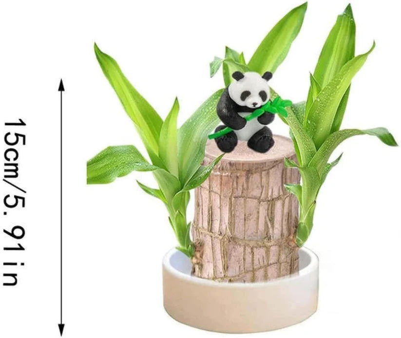 Bringing Spring Luck🔥Brazilwood Hydroponic Plants Panda Groot Lucky Wood Potted