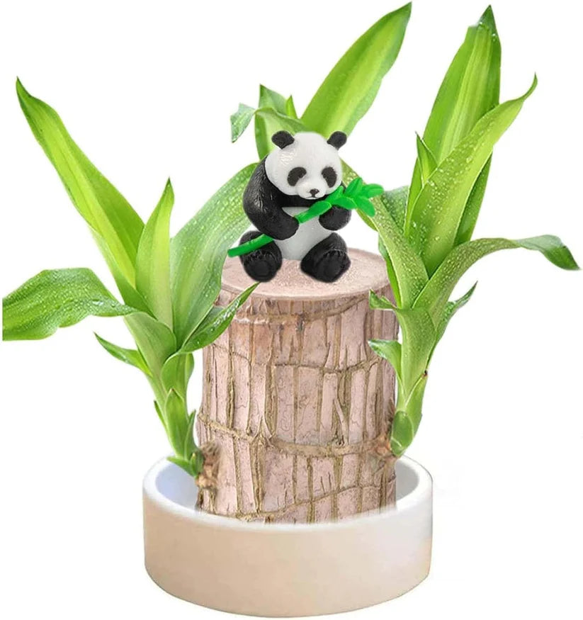Bringing Spring Luck🔥Brazilwood Hydroponic Plants Panda Groot Lucky Wood Potted