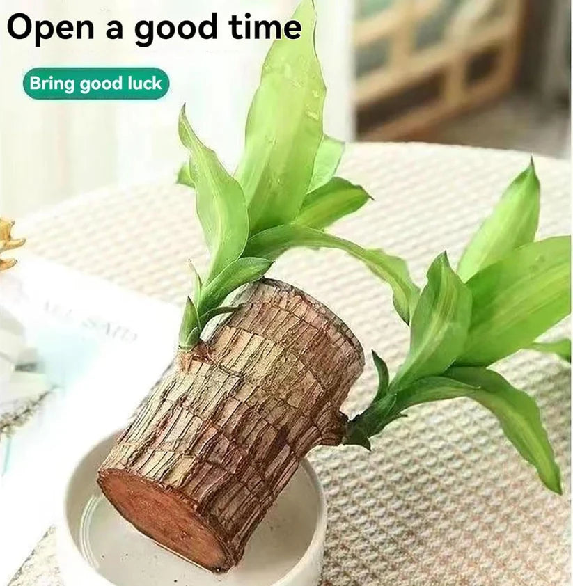 Bringing Spring Luck🔥Brazilwood Hydroponic Plants Panda Groot Lucky Wood Potted