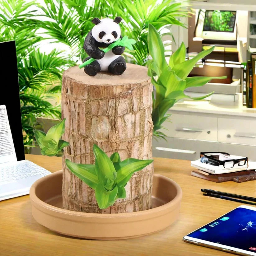 Bringing Spring Luck🔥Brazilwood Hydroponic Plants Panda Groot Lucky Wood Potted