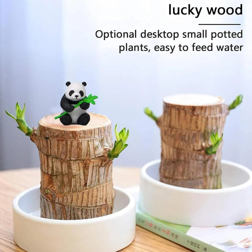 Bringing Spring Luck🔥Brazilwood Hydroponic Plants Panda Groot Lucky Wood Potted