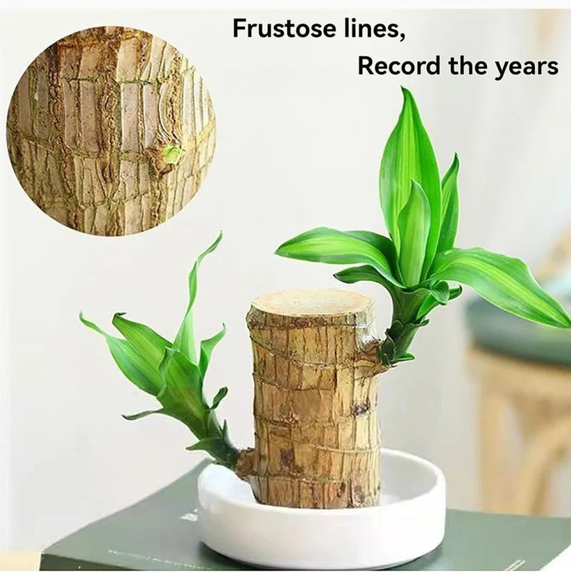Bringing Spring Luck🔥Brazilwood Hydroponic Plants Panda Groot Lucky Wood Potted